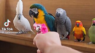 So Cute Parrots 2