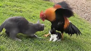 The most fearless rooster stepping up as a heroic protector for a tiny kitten in the yard!