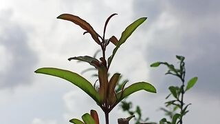 ঢাকার আকাশ, উত্তরা