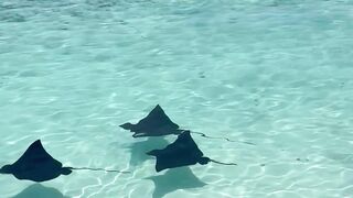 Stingrays in Paradise 🐠💙