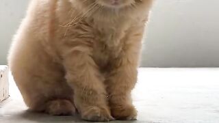 A LOST CAT