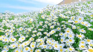 Very beautiful natural scenery 3