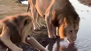 あらゆる追いかけっこを繰り広げる! 「トムとジェリ 2