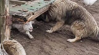 POV- When your big guard dog decides to personally