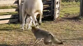 POV- A coyote thinks it spotted an easy snack,