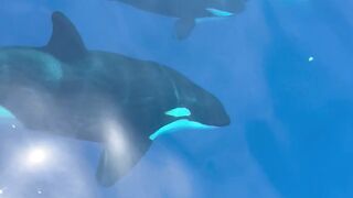 Orcas in the Blue 💙🐋