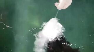 Fishing caught an albino grouper