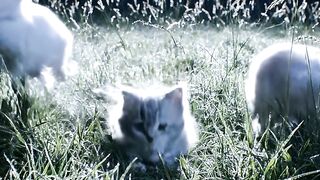POV: Just a Tiny Kitten Having the Best Day Ever 🥹🐱🌸 20