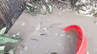 Catching fish in the swamp is easy