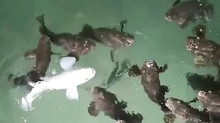 It's time to feed the grouper fish