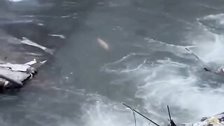 The excitement of fishing for wild pomfret in the river