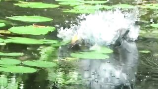 Fishing in the swamps, but instead caught a Tomang snakehead fish