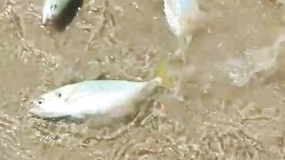 Catching stranded mackerel fish on the seaside