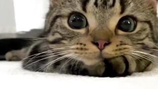 Beautiful cat expression, your cat?
