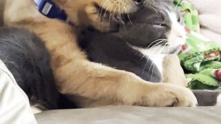 Dog and cat friendship