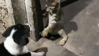 Dog and cat friendship 2