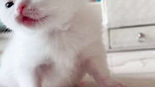 Very cute kitten 2