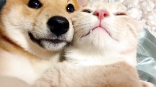 Dog and cat friendship 3