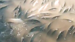 Milkfish ponds hit by drought