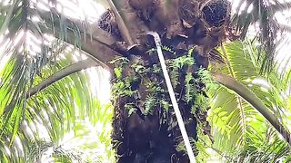 How Palm Oil Is Harvested in Indonesia — The Process Is Incredible