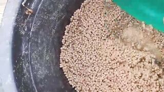 Size -3 feed for catfish for consumption and ready for harvest