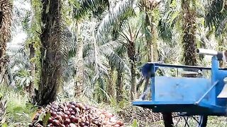 Inside a Palm Oil Harvest: From Tree to Truck