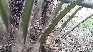 This Is How Thousands of Palm Fruits Are Harvested