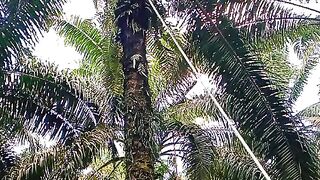 From Palm Tree to Palm Oil — The Harvesting Process