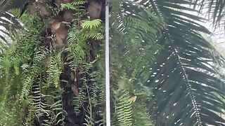 This Is How Thousands of Palm Fruits Are Harvested 2