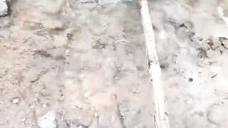 Many fish are trapped in the dry river