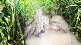 Various kinds of fish are trapped in the river