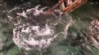 Feeding GT fish, a type of marine fish