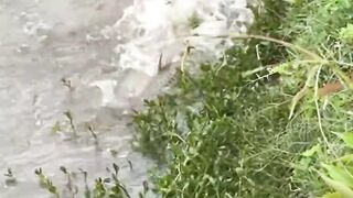 Found a school of fish in the swamp