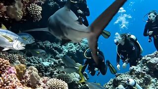🦈 The Divers Never Expected This Shark Encounter