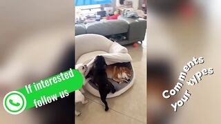 🧠 The Intelligence of a Doggy! Clever Tricks to Wake Up His Big Brother