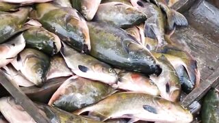 Fishing in the swamp resulted in catching lots of big fish.