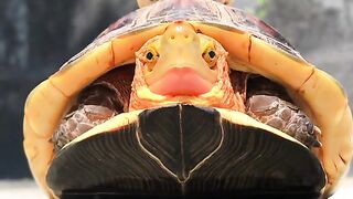 Colorful Tortoise Walking on Ground in Outdoor Environment Close Up 4K Vertical