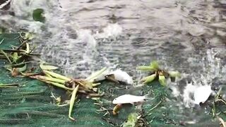 A group of fish stranded on the bank of the river