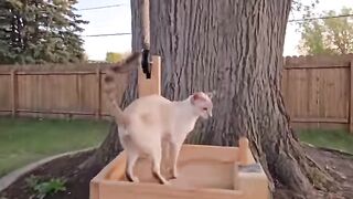 Bro Found The Perfect Spot To Watch The Sun Go Down #broanddickens #cat.mp4