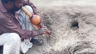 Black cobra snake in hole #foryou #jogi #wildlife.mp4