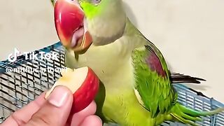 Parrot talking name of Allah
