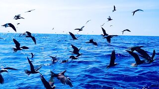 Seabirds Flying Over the Blue Ocean
