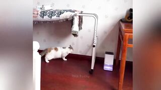 You Laugh You Lose 😹 Funniest Cats and Dogs 2026 🤣 Part 2.mp4