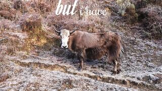 Yak on the mountain