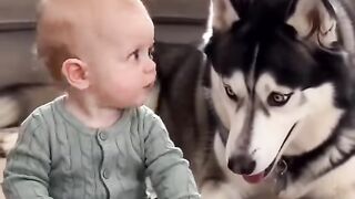 #Dogs #fypシ゚viralシ #sheldonthedramaking #husky #viralpost.mp4