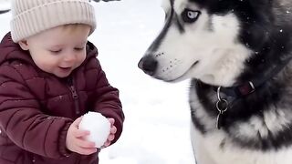 #Dogs #fypシ゚viralシ #sheldonthedramaking #husky #viralpost_3.mp4