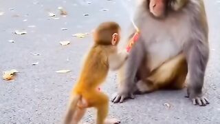 Monkey prank