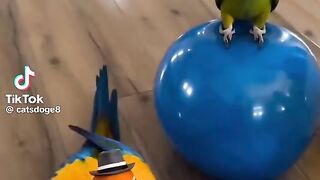 Cute Parrot Playing
