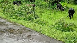 Green nature 🌿🍃