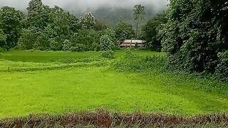 Green grass 😁🤩